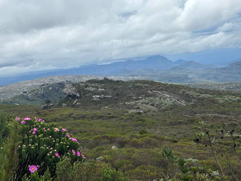 Serra do Espinhaço Flora