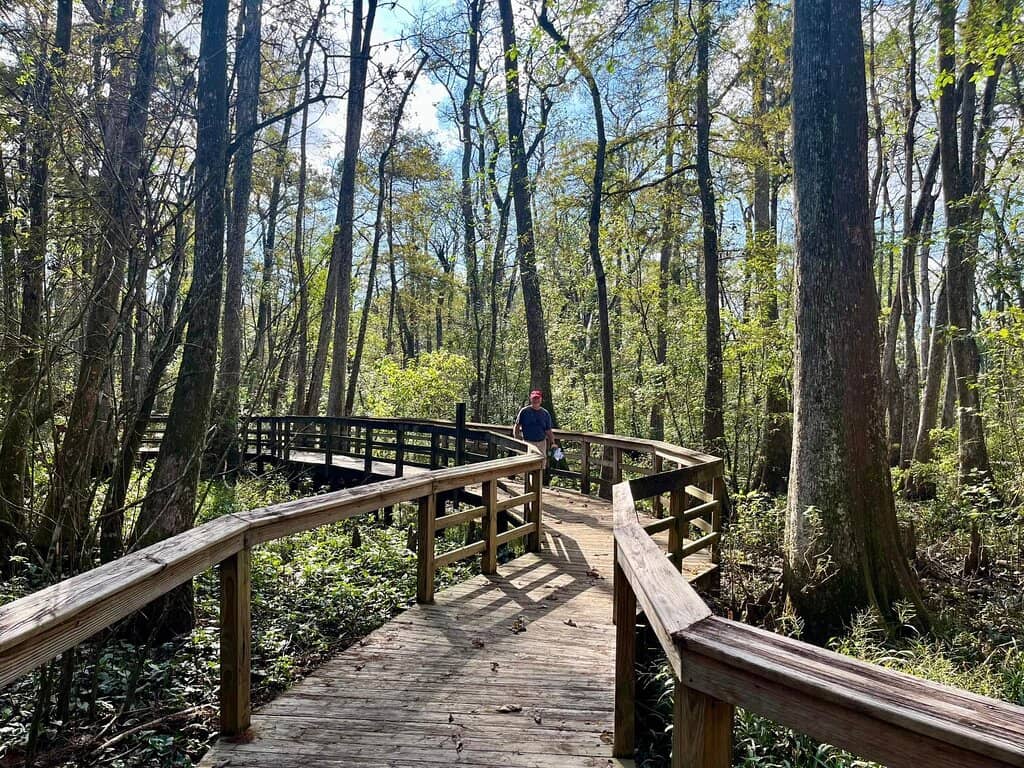 Swamp Boardwalks