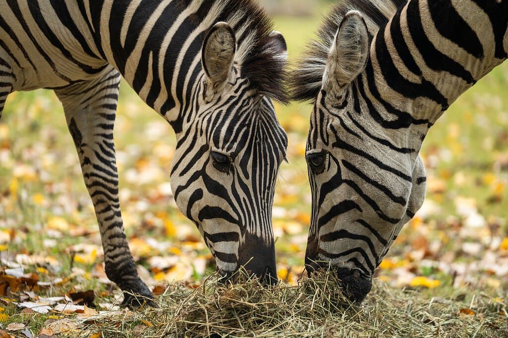 Zebras