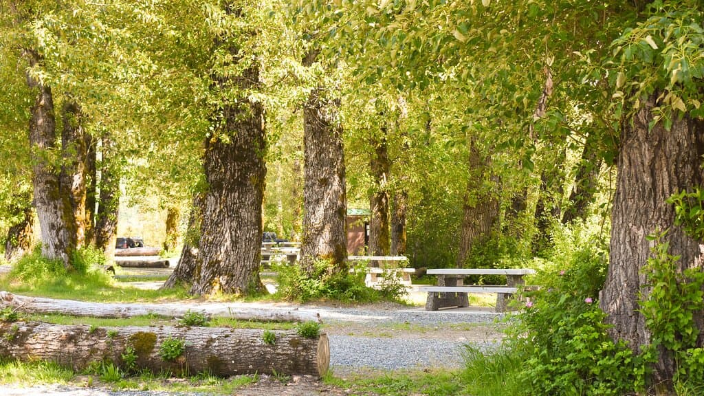 Beautiful campsites both in the trees and by the beach!