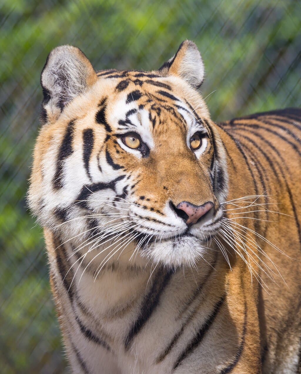 Octagon Wildlife Sanctuary
