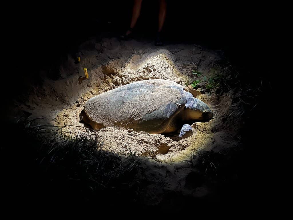 Loggerhead Turtle Nesting