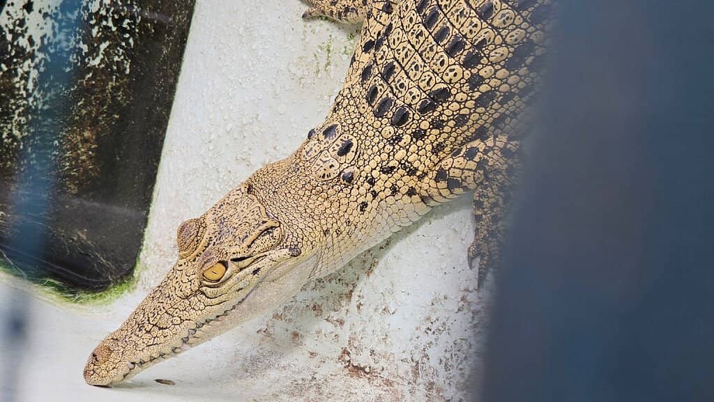 Baby Crocodile Hatchery