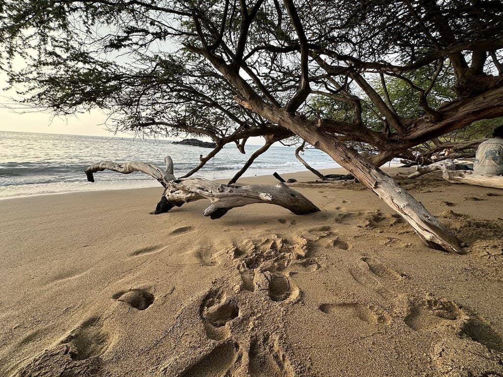 Calm Cove Waters