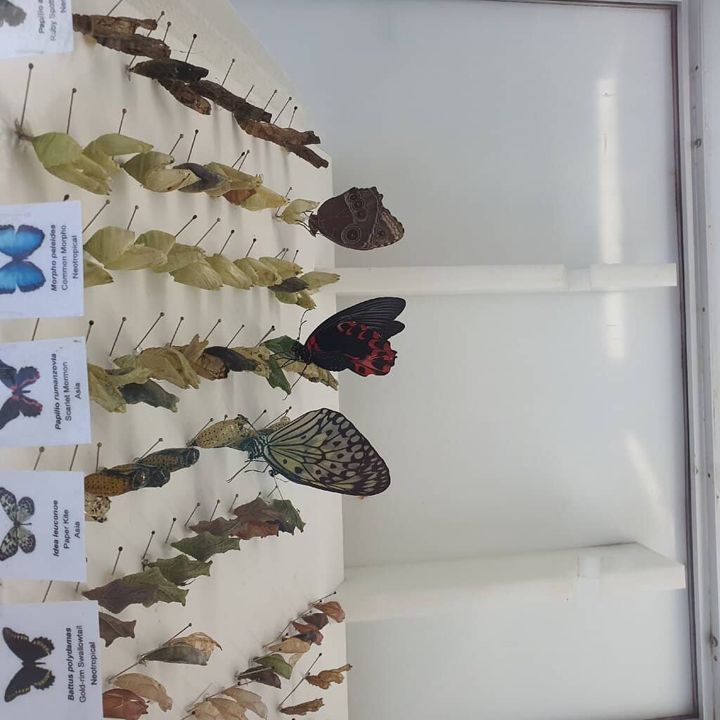 Insect Exhibits