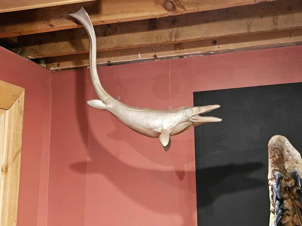 Local Paleontology Discoveries