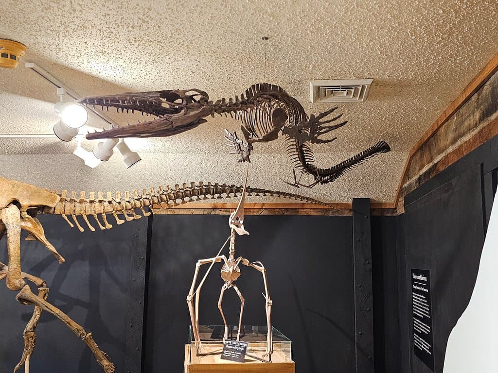 Skeleton of sea going dinosaur