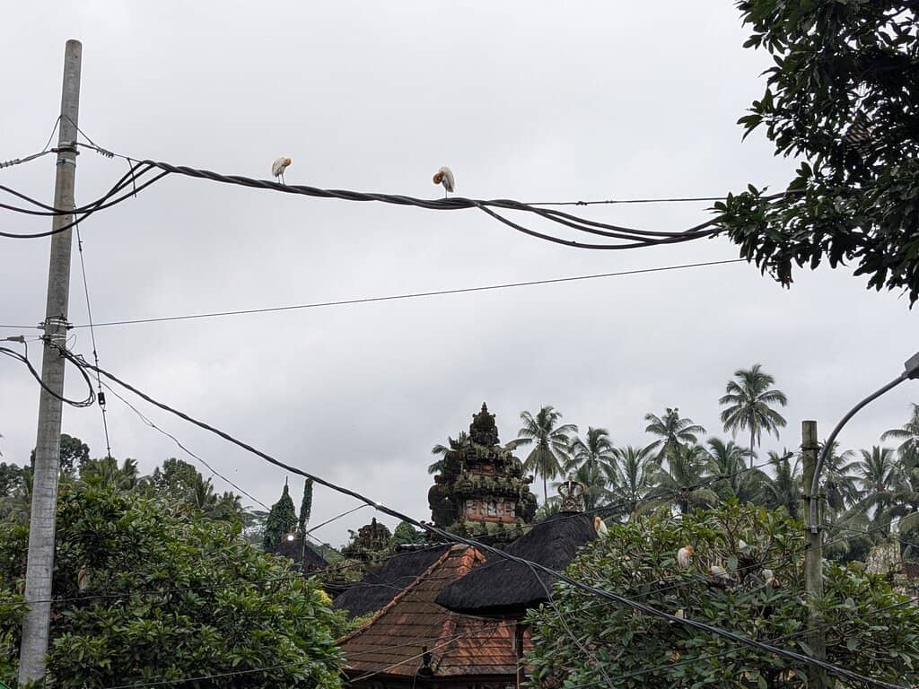 Natural Nesting Grounds