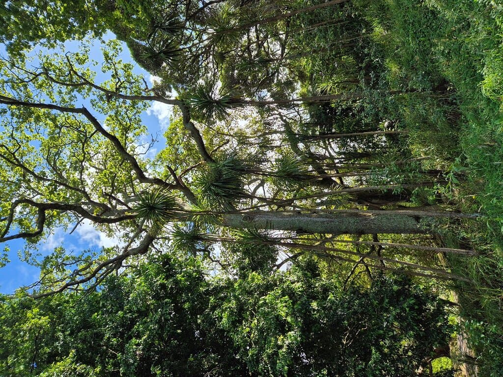 Western Park Auckland