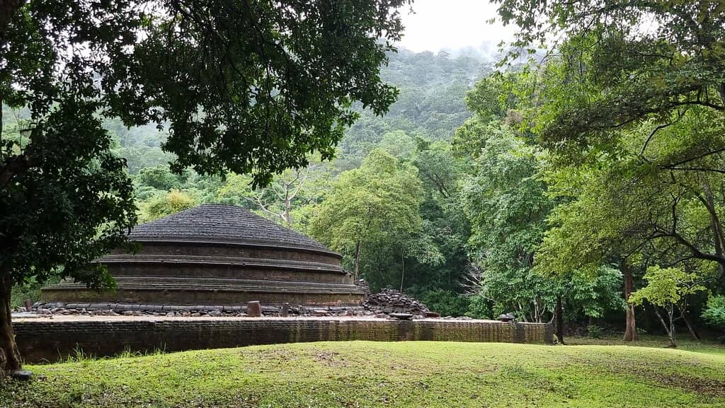 Giant Diya Labu Trees