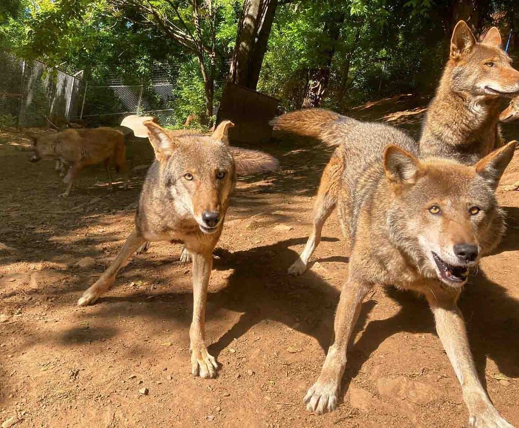 Red Wolves