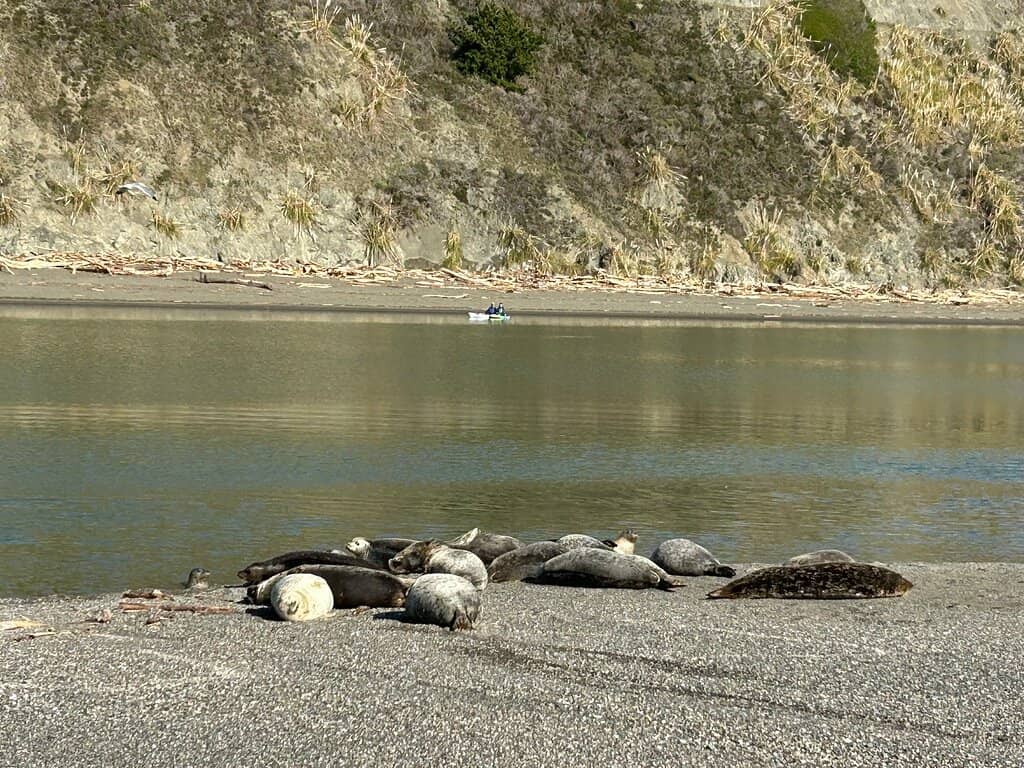 Harbor Seal Colony