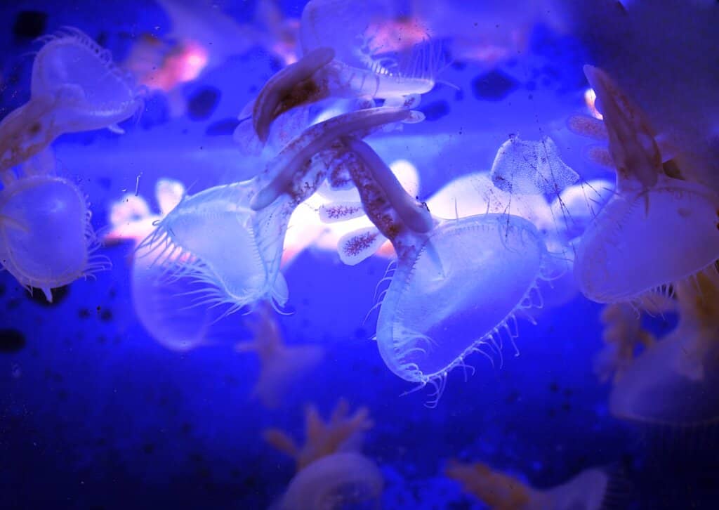 Jellyfish Exhibit