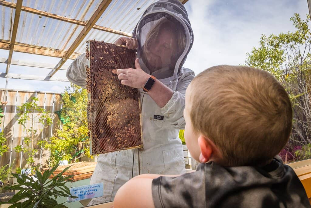 Interactive Bee Exhibits