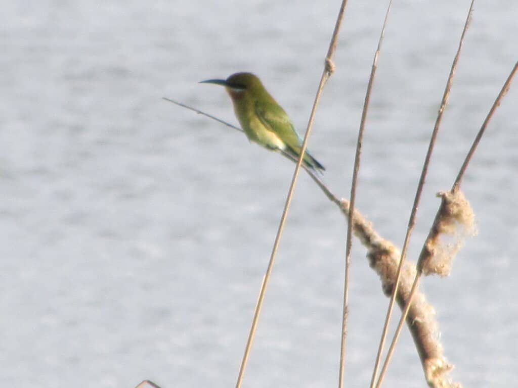 Birdwatching Haven