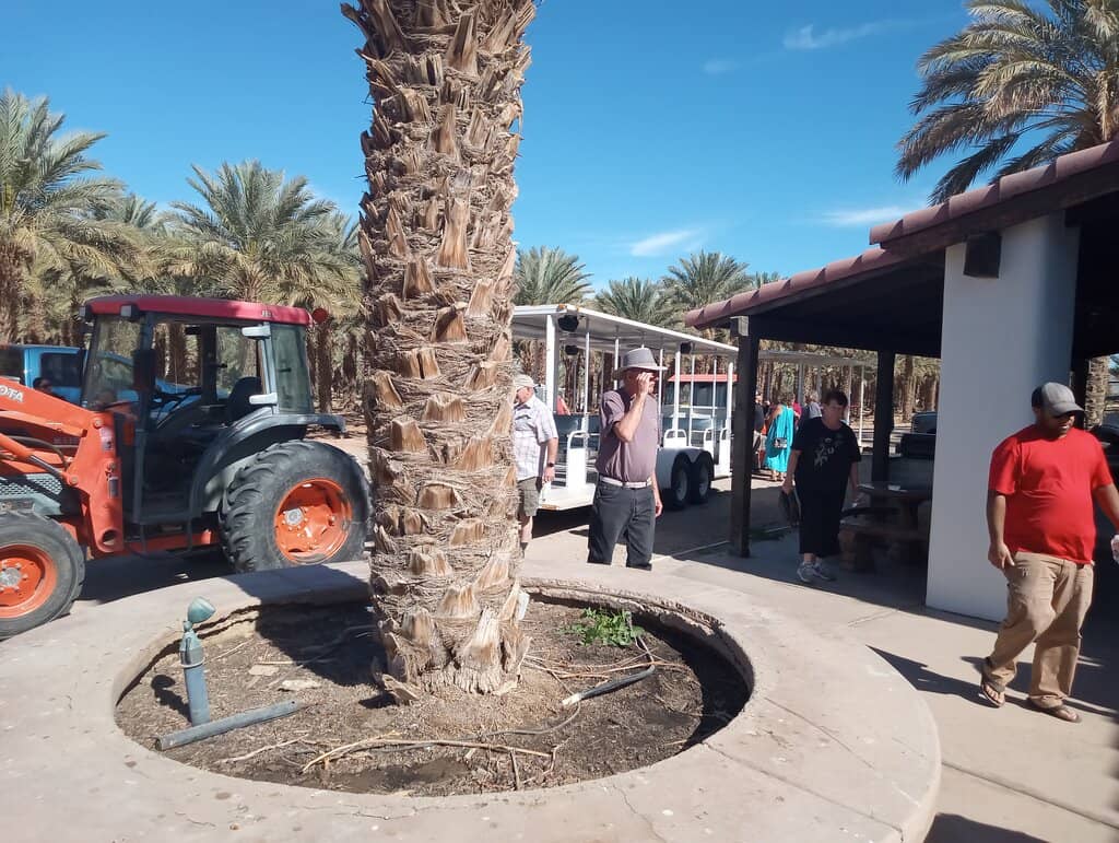 Organic Date Tasting