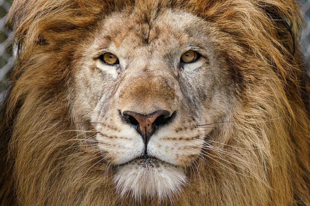 Kingston, a young male African lion at Big Cat Habitat.