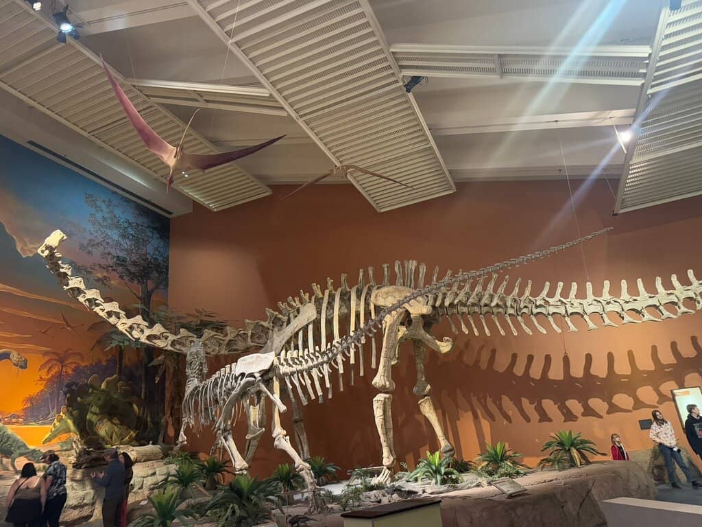 Bisticeratops Holotype Skull