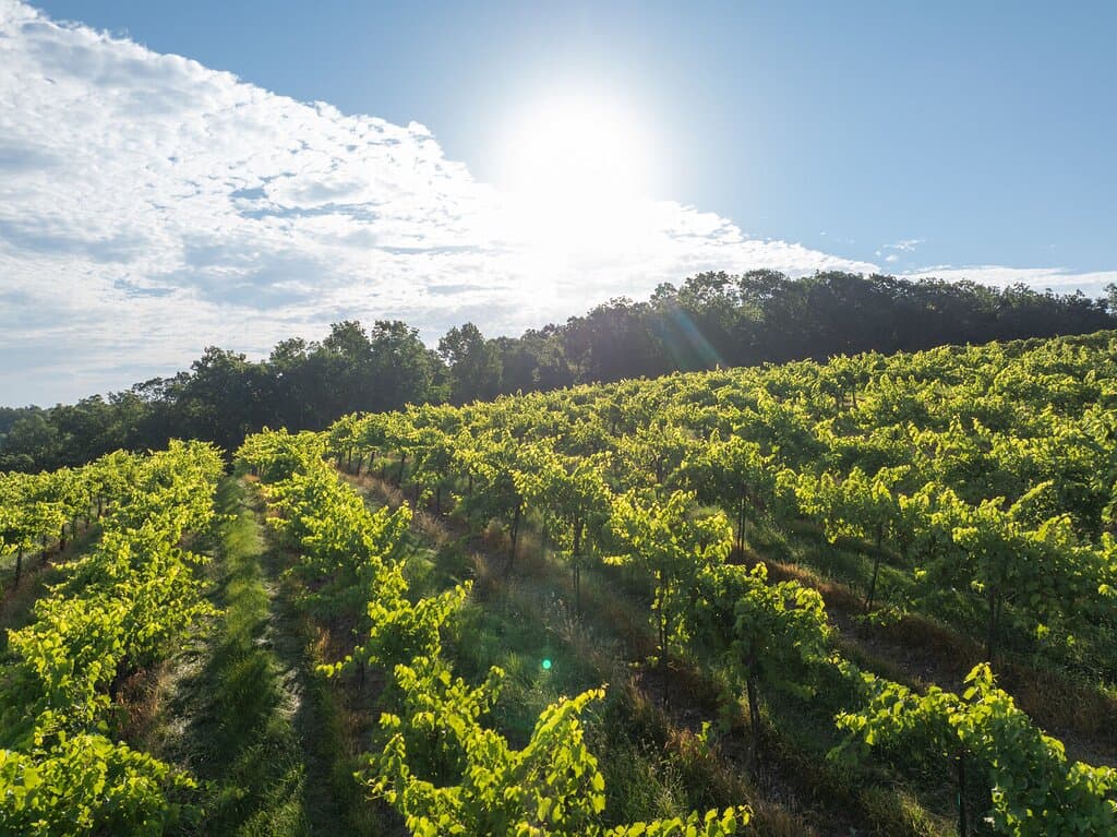 Vineyards