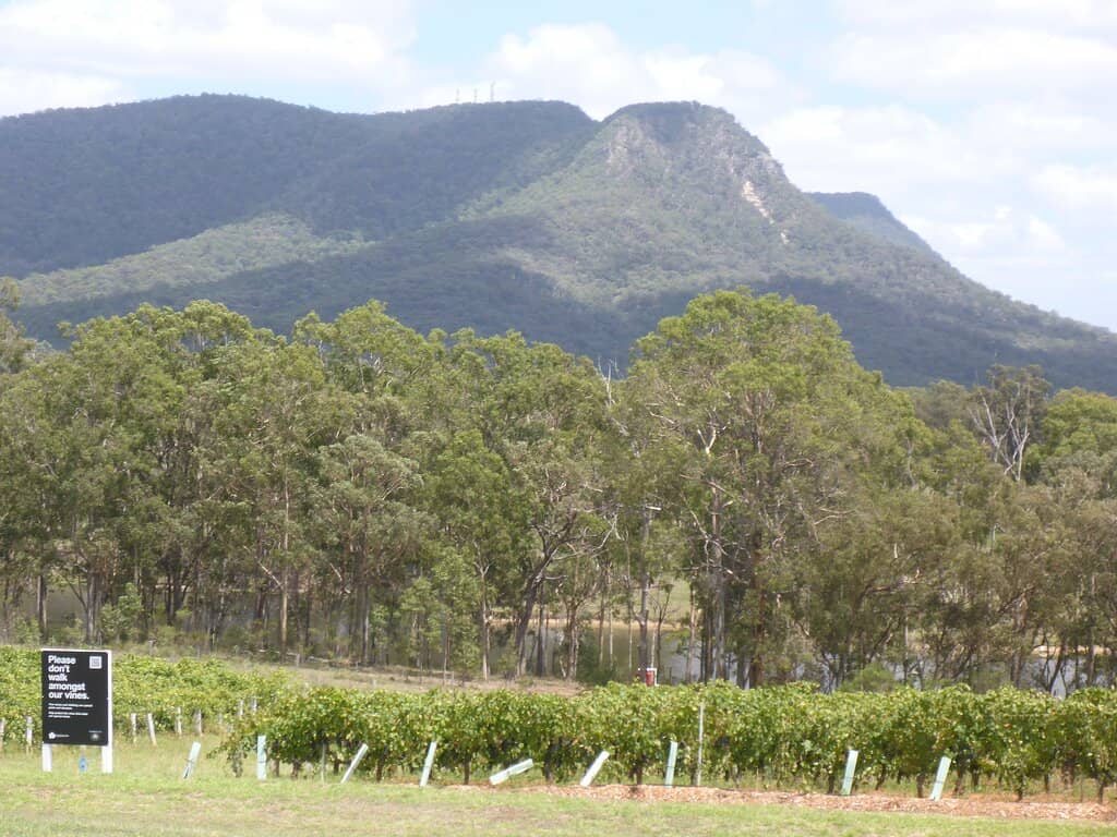 Vat 1 Semillon