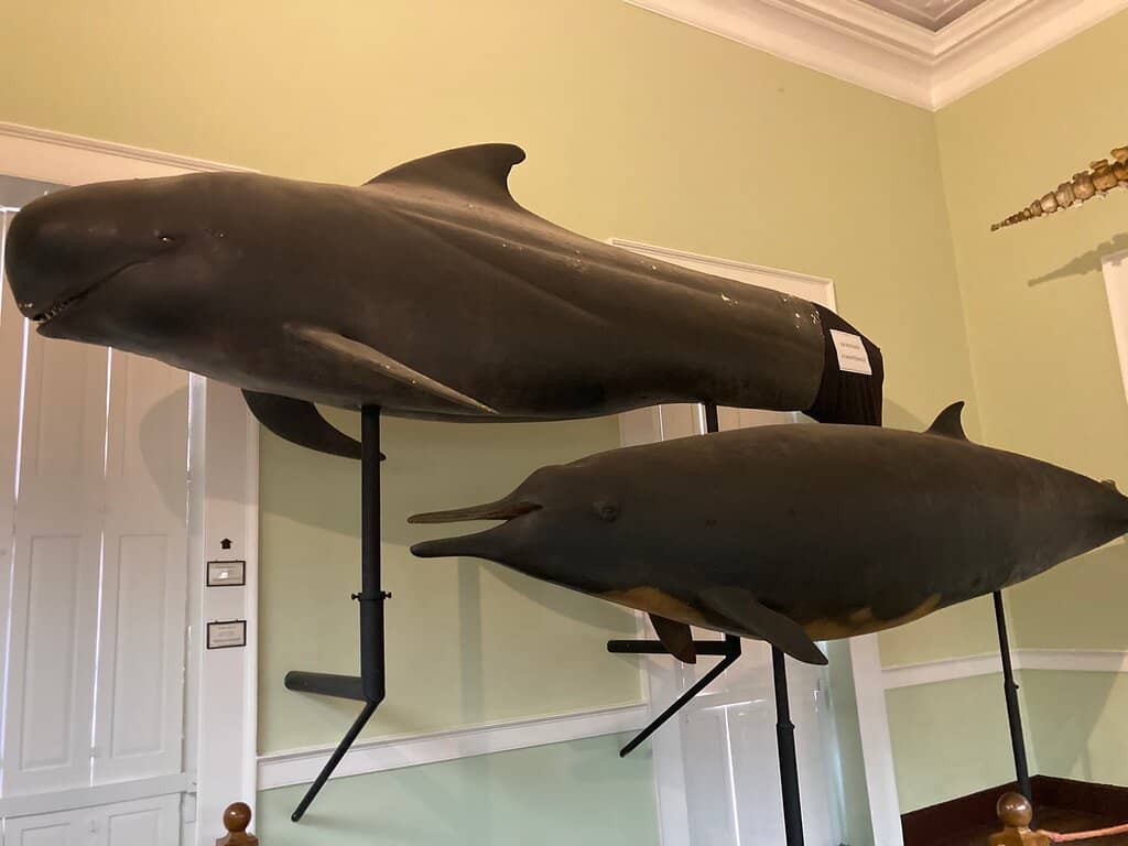 Taxidermy Collection