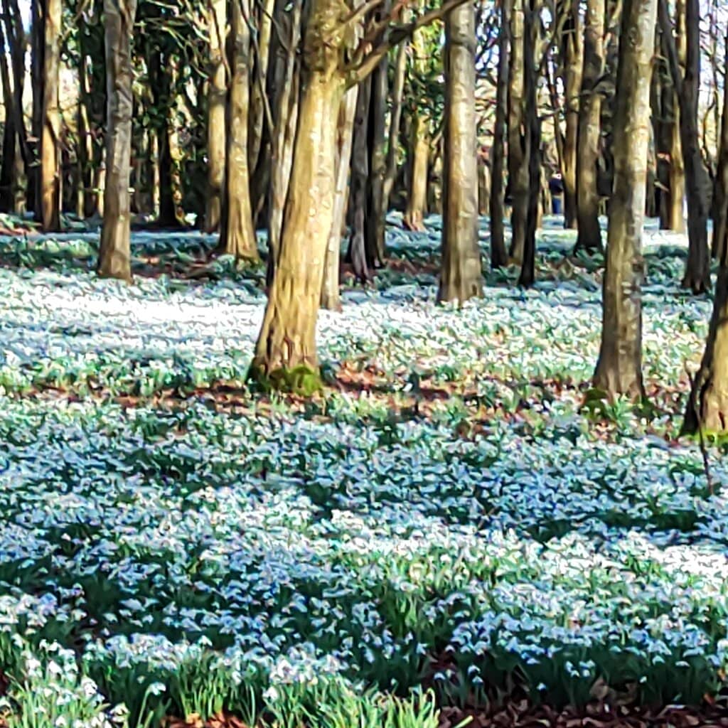Snowdrop Woodland