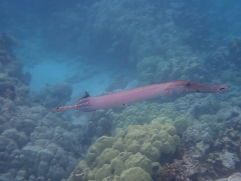 Pu'uhonua o Honaunau National Historical Park