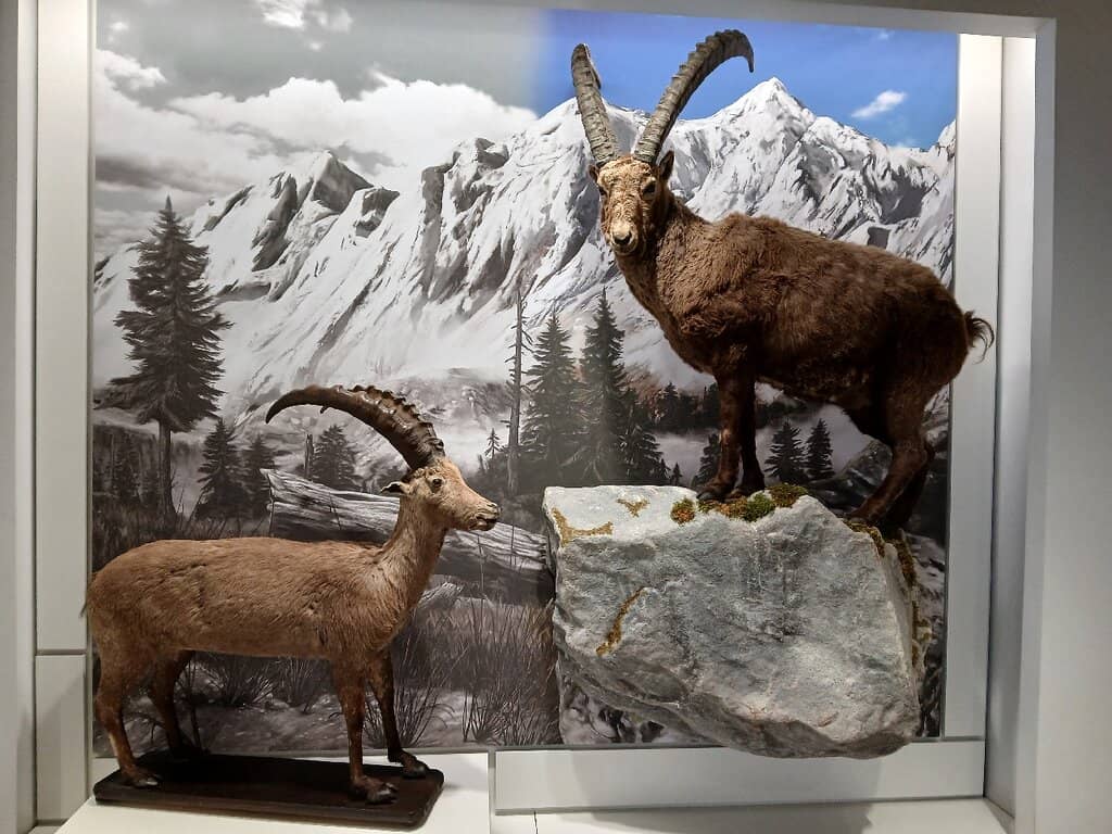 Marine Giants of the Past