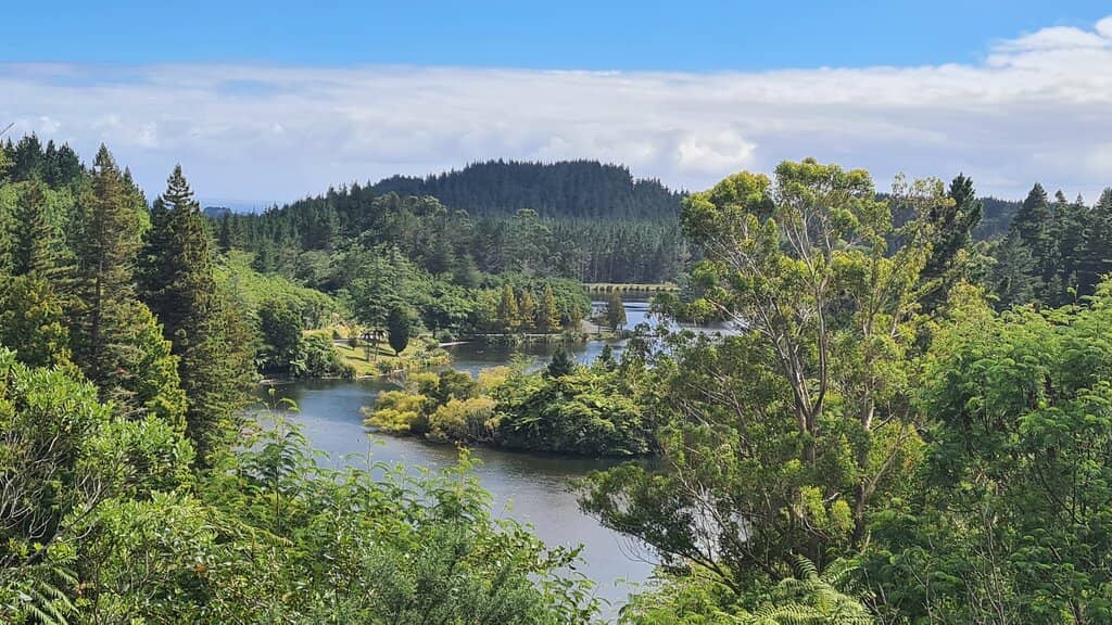 Picnic Areas with Japanese Cedars