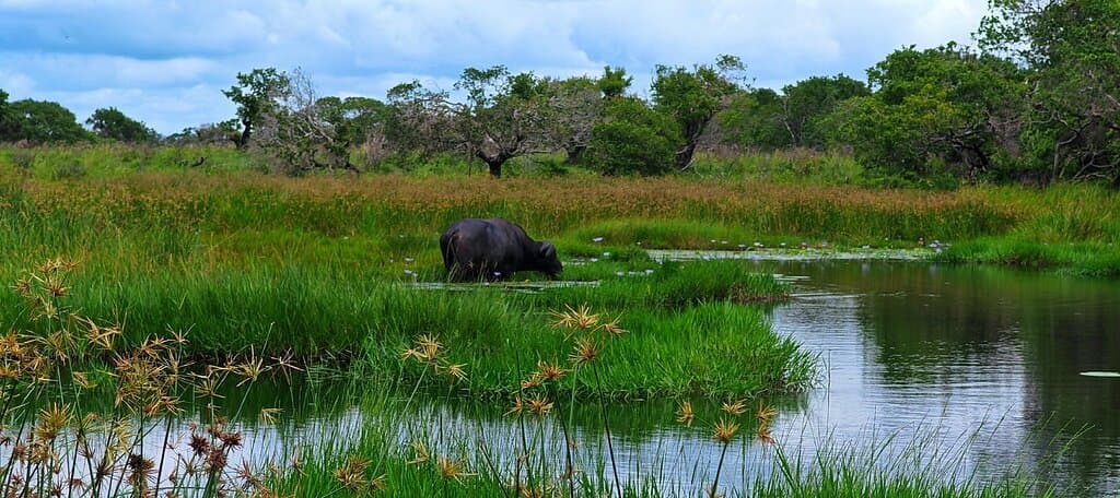 Visit St. Lucia Wetland Park