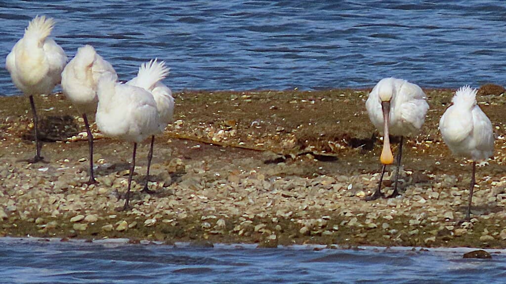 Birdwatching Hotspot