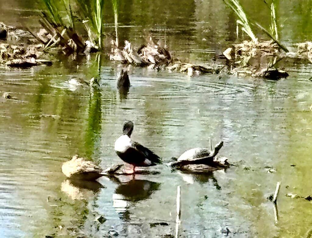 Reclaimed Water Oasis