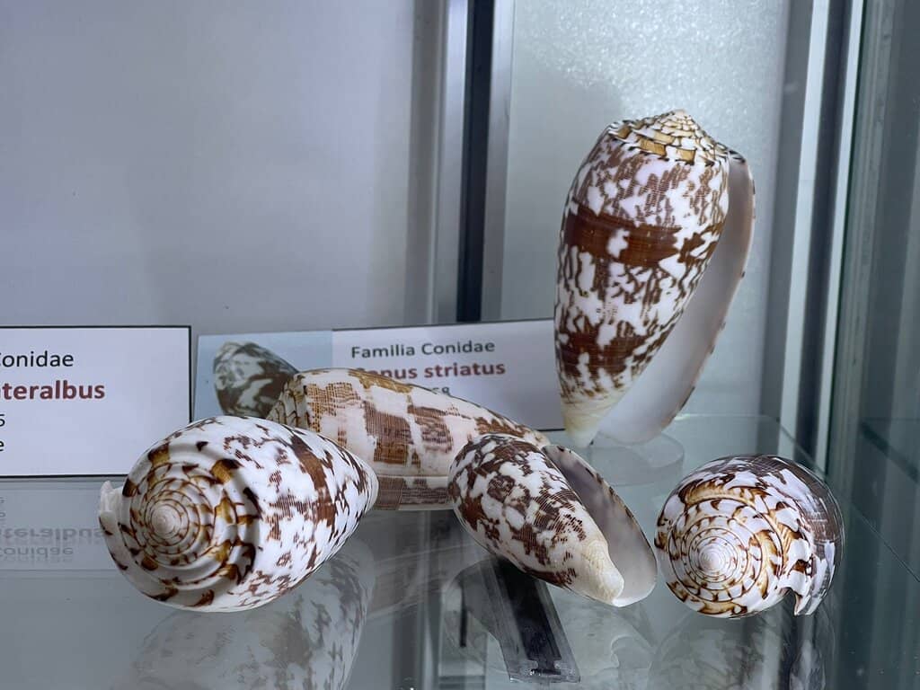 Chile's Largest Shell Collection