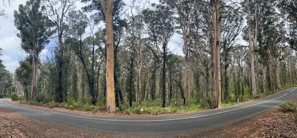 Towering Karri Giants