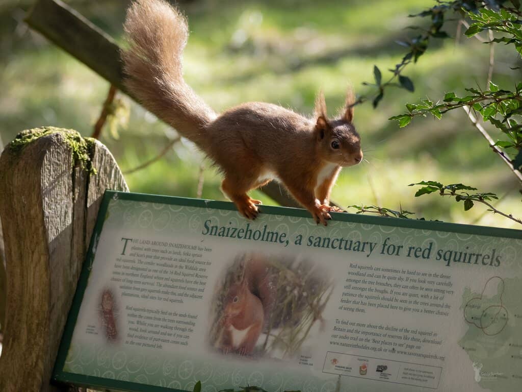 Norwegian Spruce Forest Trail