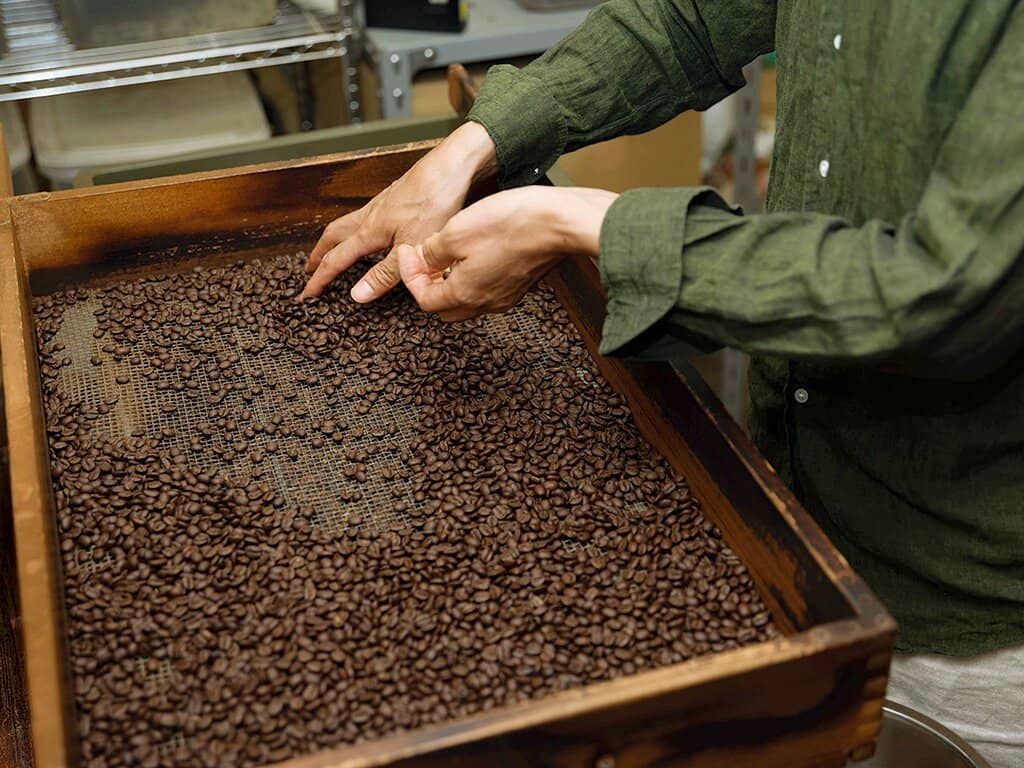 Shibukawa River Cherry Blossoms