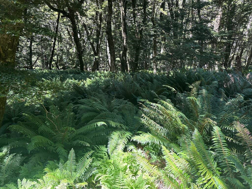 Harris Saddle