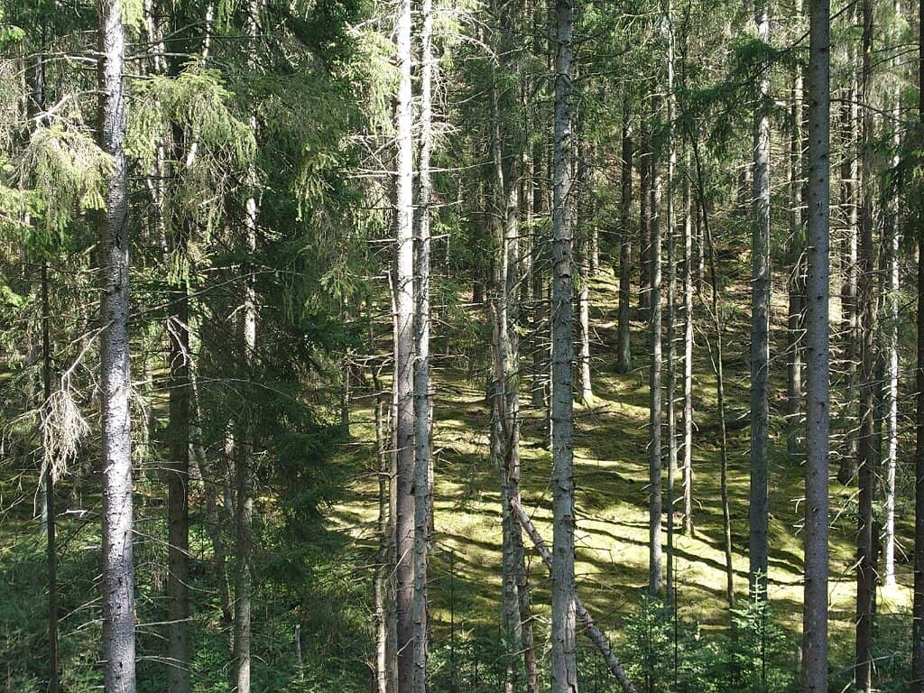 Scenic Hiking Trails