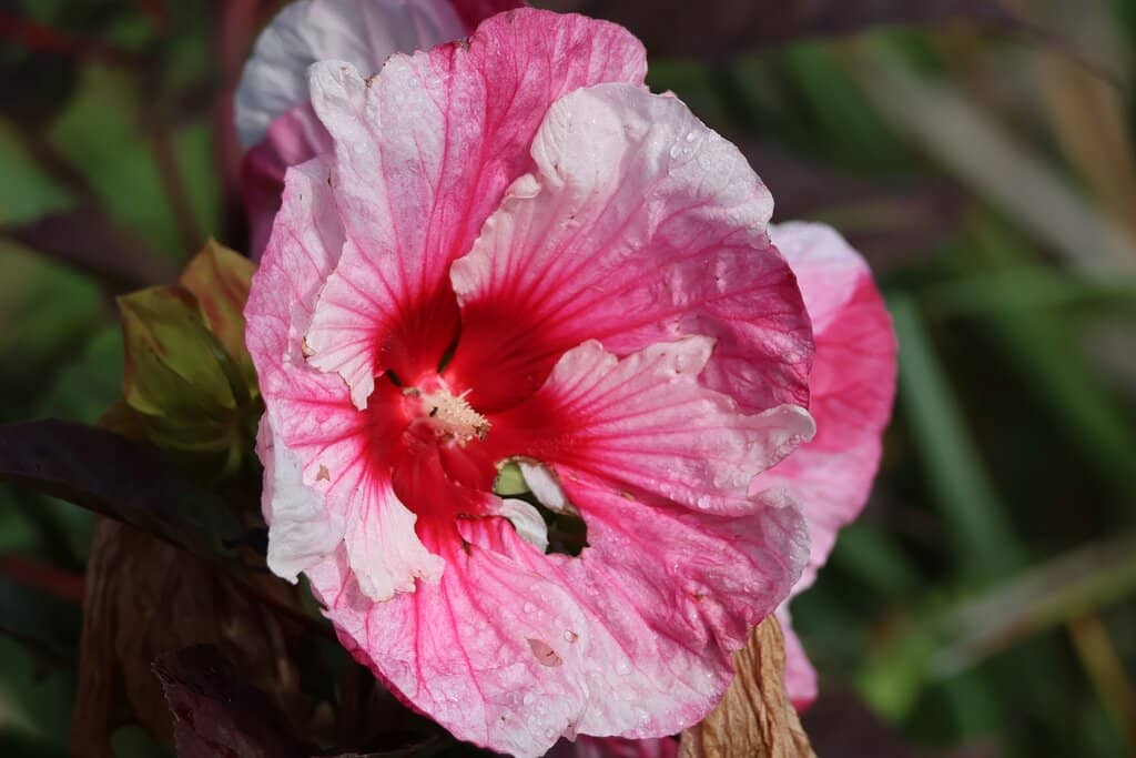 Seasonal Blooms