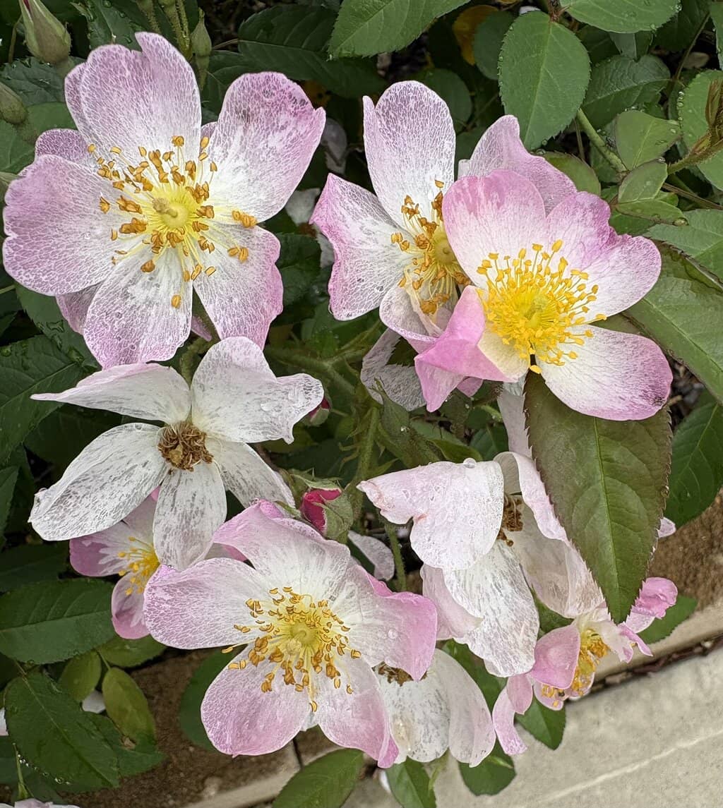 Normandy's Memorial Gardens