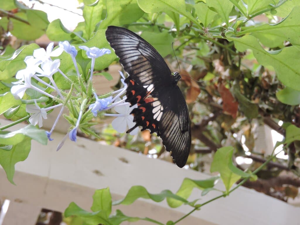 Nog een bijzonder exemplaar