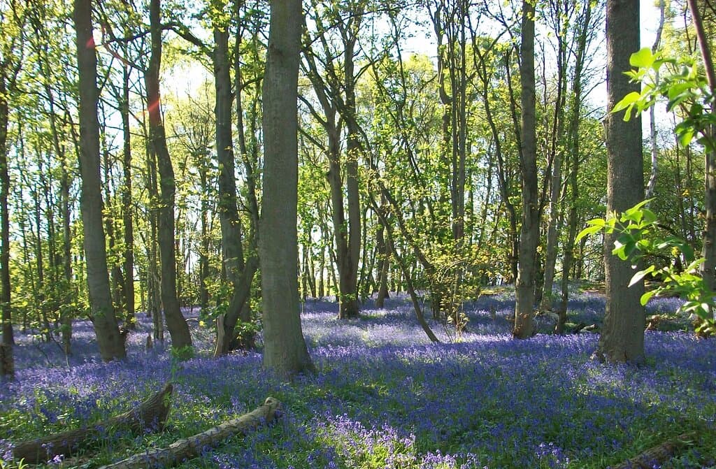 Step Into a Sea of Bluebells – Nature at Its Most Magical