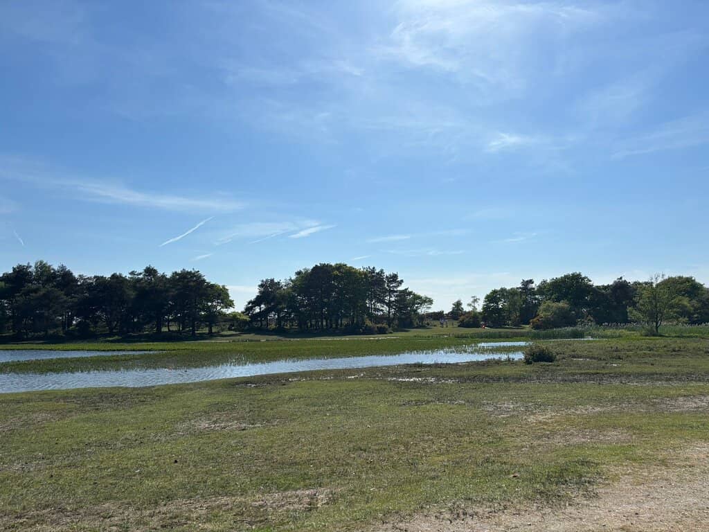 New Forest Ponies & Wildlife