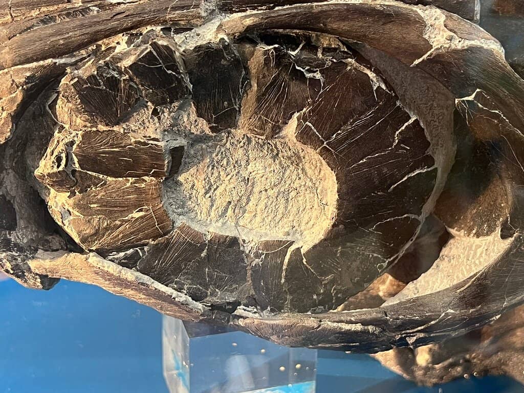 Ichthyosaur Skeleton