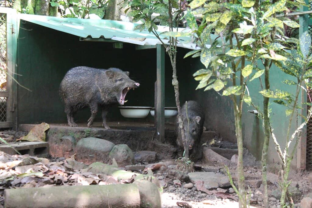 Expert Zookeeper Insights