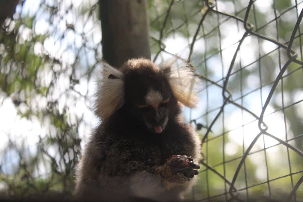 Meet Rescued Animals