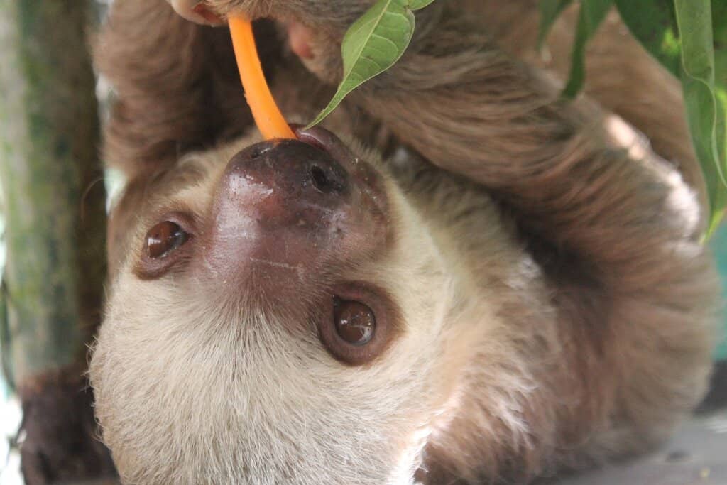 Peaceful Rainforest Setting