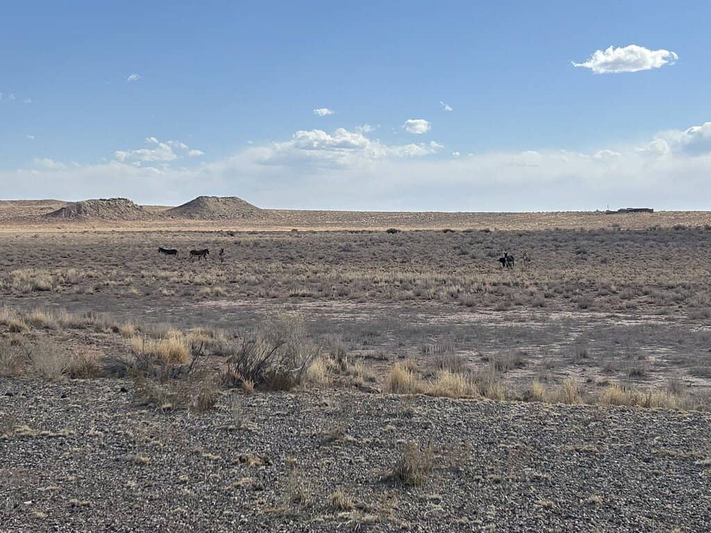 Wild Burro Sightings