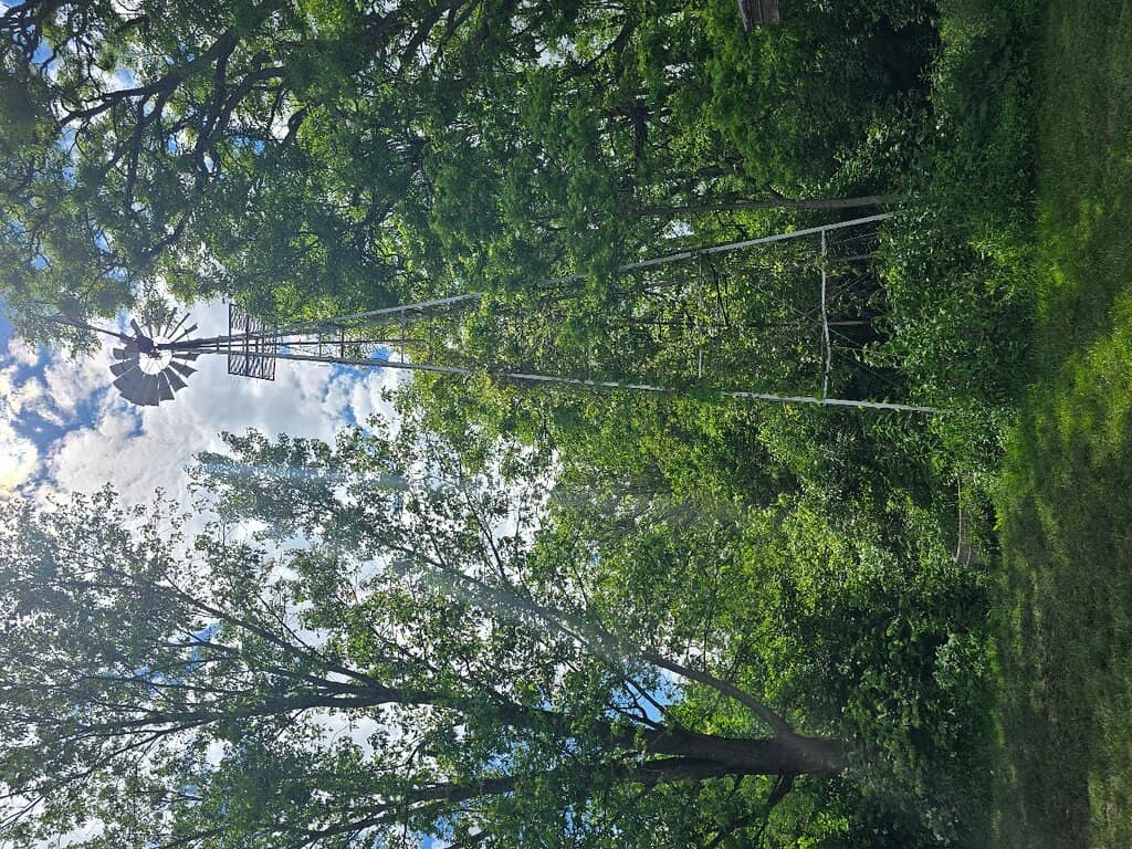 Giant Forest Trolls