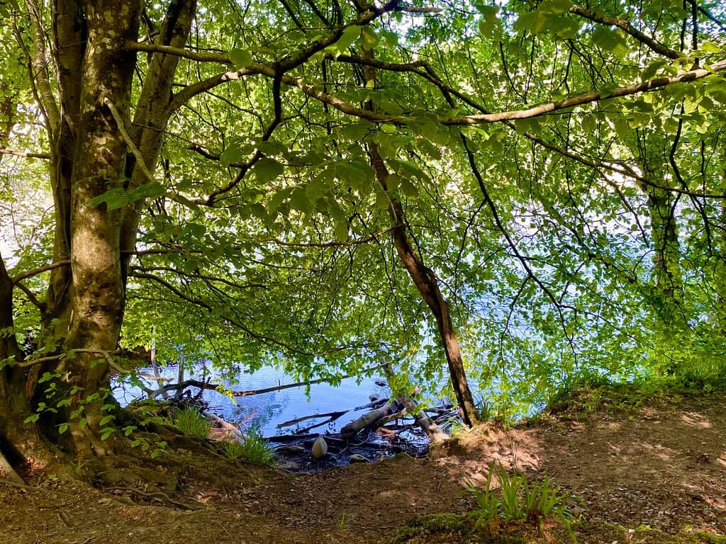The Birnam Oak